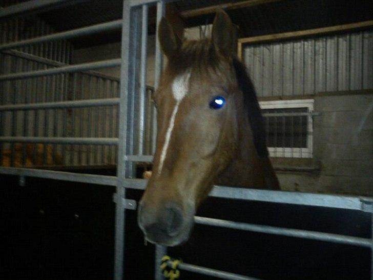 Anden særlig race Lukas Kashmir - os 2 uger..  billede 1