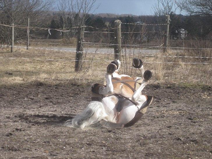 Anden særlig race Vicky Roma B-pony - En rulletur i mudret billede 17
