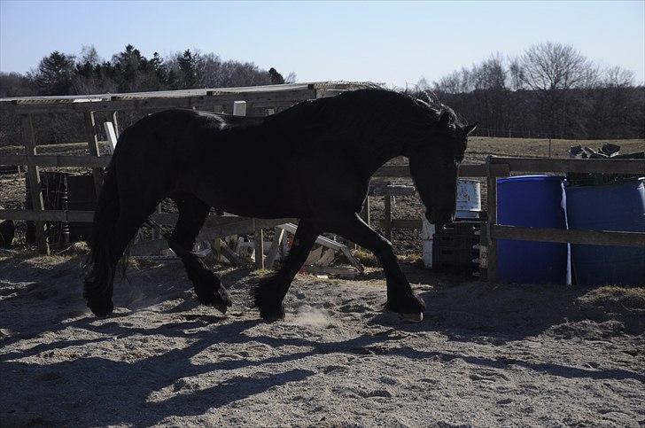 Frieser Kamma af Lysholm Solgt  - Flot afslappet trav :-) billede 2