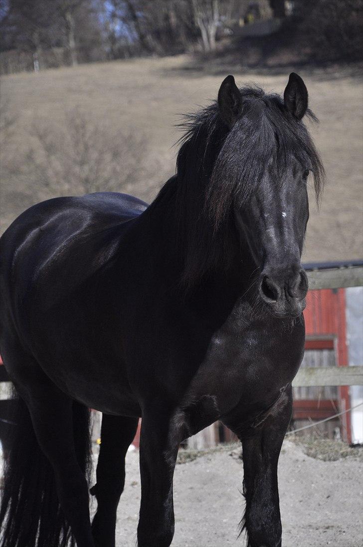 Frieser Kamma af Lysholm Solgt  - smukkkeee<3 billede 4