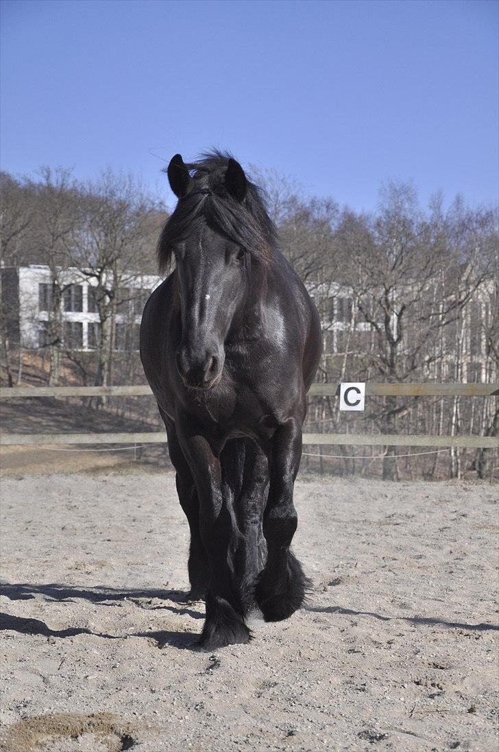 Frieser Kamma af Lysholm Solgt  - Hun galopere rundt, jeg fløjter, og hun kommer :D billede 5