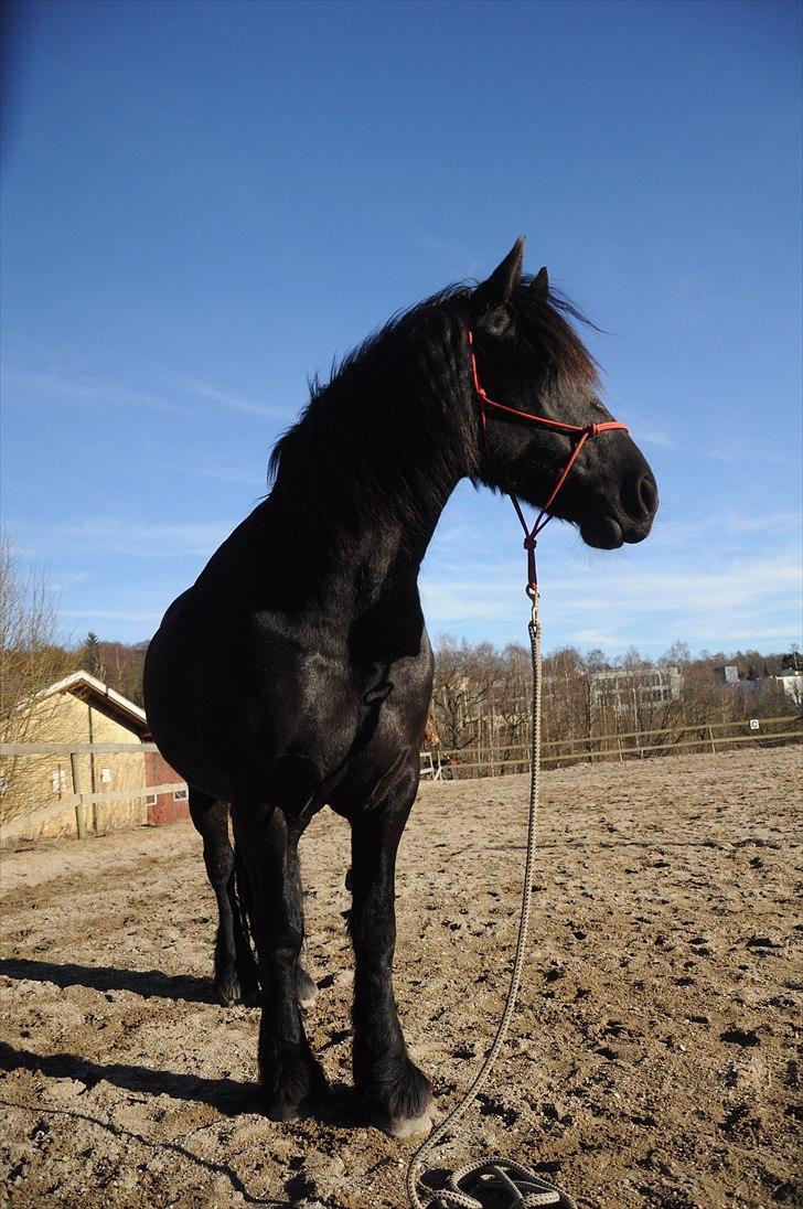 Frieser Kamma af Lysholm Solgt  - "At stå bundet til jorden":-) billede 6