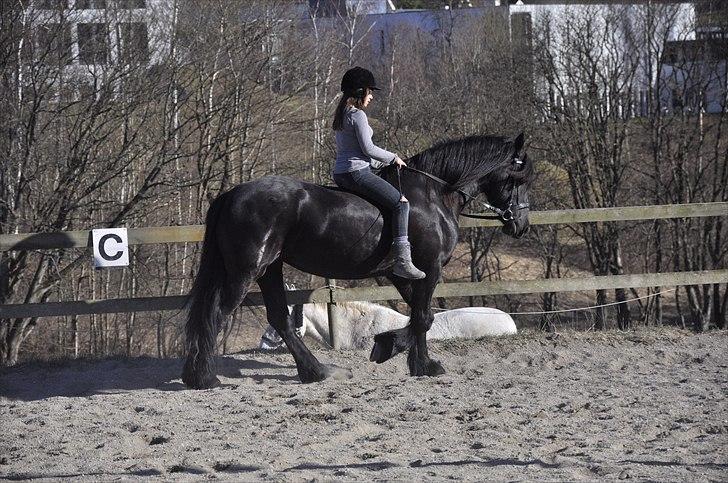 Frieser Kamma af Lysholm Solgt  - fede mig og smukke kamse <3 billede 7