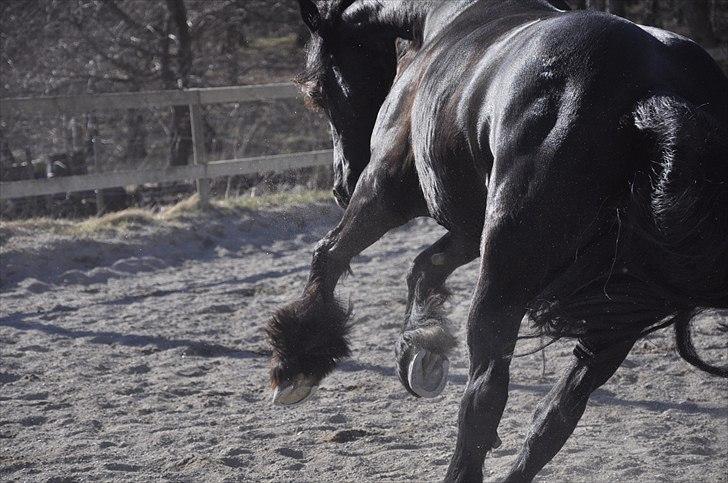 Frieser Kamma af Lysholm Solgt  - bukkedyret :D billede 8