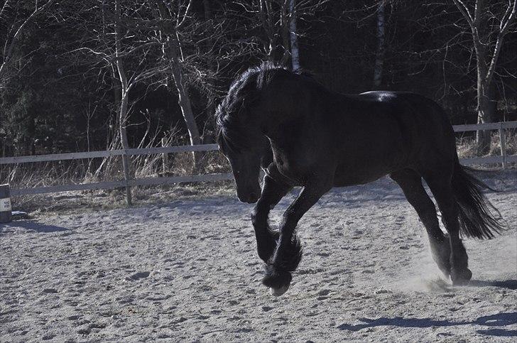 Frieser Kamma af Lysholm Solgt  - endnu et hop ;) billede 9