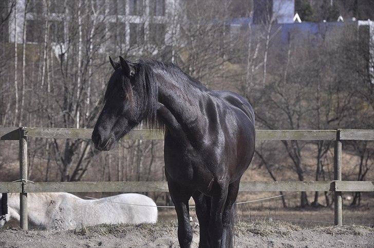 Frieser Kamma af Lysholm Solgt  - hende der den flotte <3 billede 10