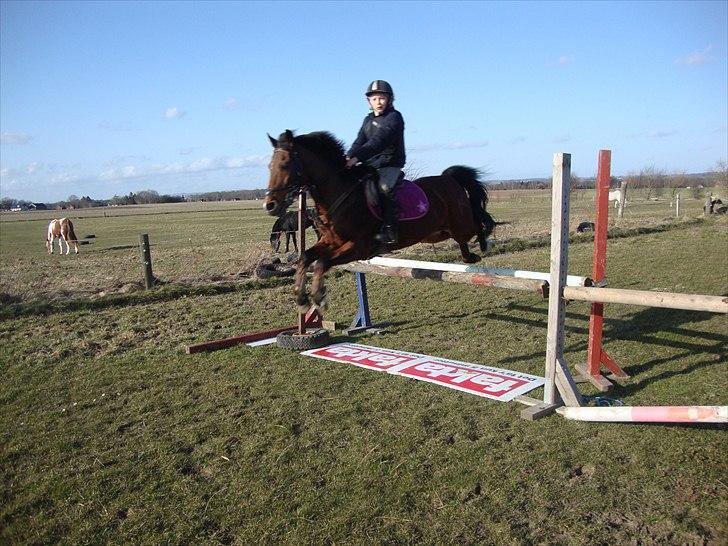 Anden særlig race Toftegårdens Kimbo billede 3
