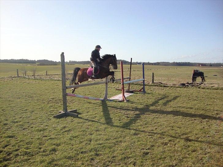 Anden særlig race Toftegårdens Kimbo billede 4