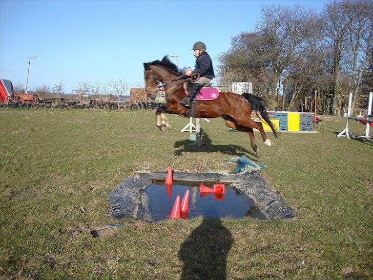 Anden særlig race Toftegårdens Kimbo billede 5