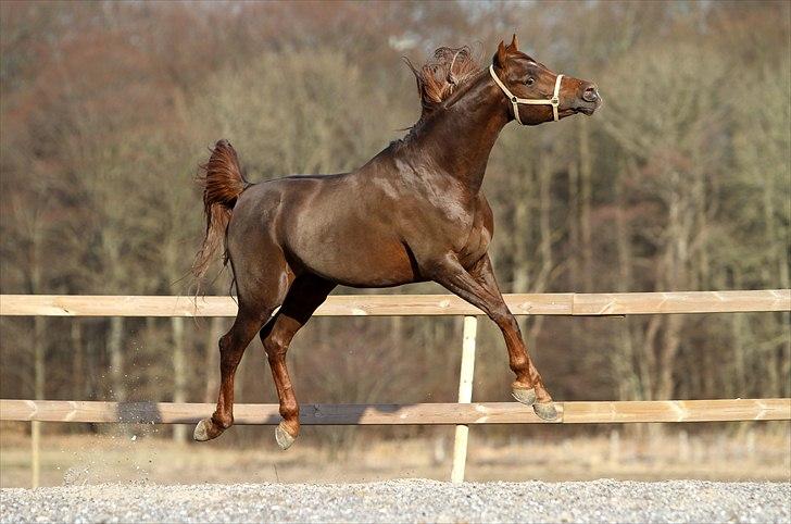 Arabisk fuldblod (OX) Wroclaw-AVLSHINGST- billede 9