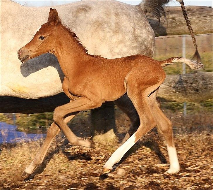 Arabisk fuldblod (OX) Perfect Timing - SOLGT - billede 3