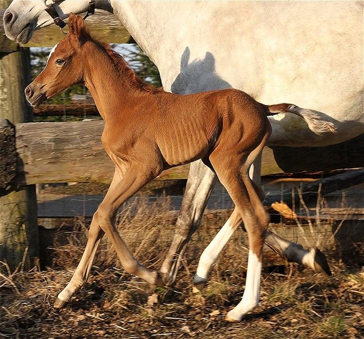 Arabisk fuldblod (OX) Perfect Timing - SOLGT - billede 4