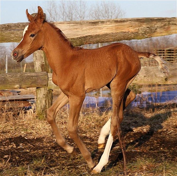 Arabisk fuldblod (OX) Perfect Timing - SOLGT - billede 5