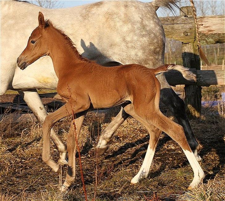 Arabisk fuldblod (OX) Perfect Timing - SOLGT - billede 6