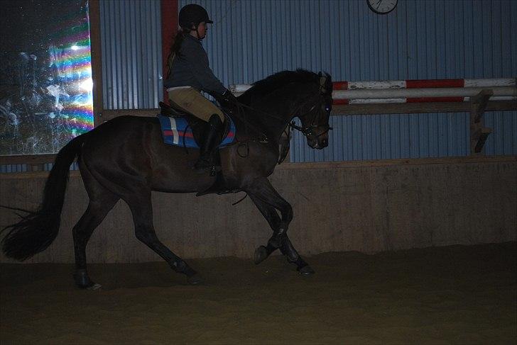 Irsk Hunter Parker Coin billede 7