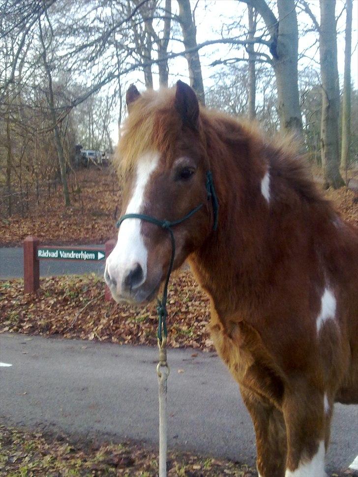 Pinto Pintoligaens Red-Butler *R.I.P* - Butler der poserer billede 3