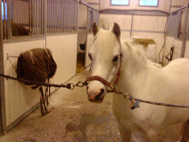 Welsh Mountain (sec A) Lundehuset's Misty SOLGT billede 8