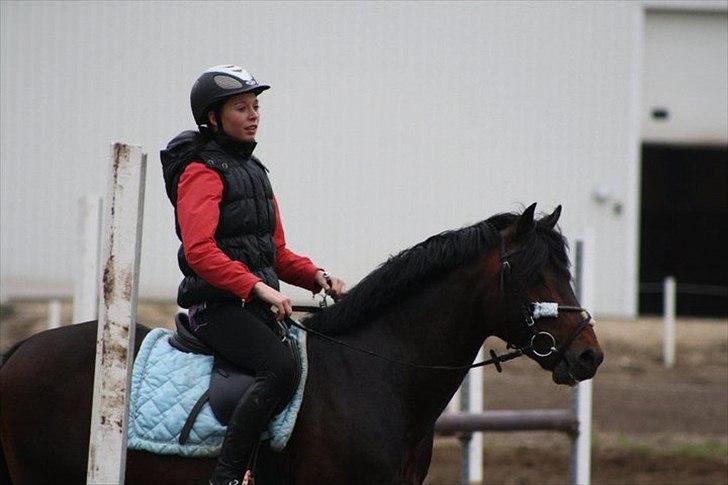 New Forest Stackarps Pablo -  springundervisning på morsø rideklub d. 18 maj billede 1