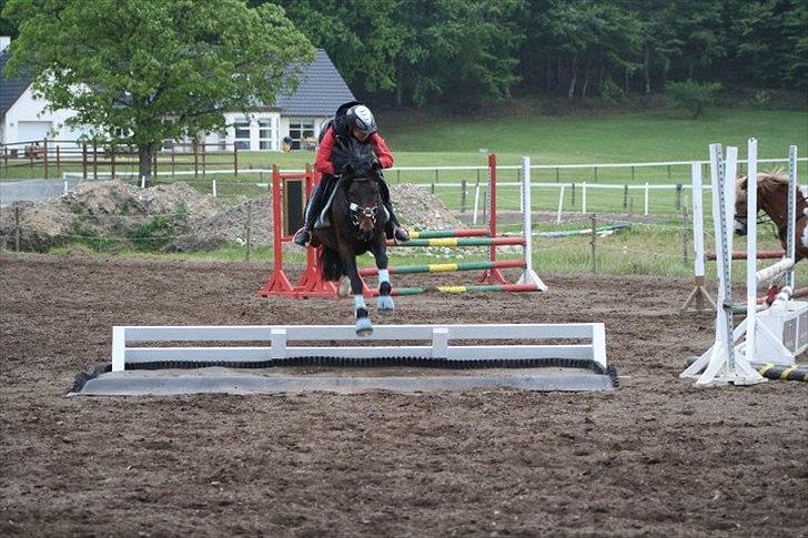 New Forest Stackarps Pablo -  springundervisning på morsø rideklub d. 18 maj første gang vi sprang vandgrav og sprang i første forsøg billede 3