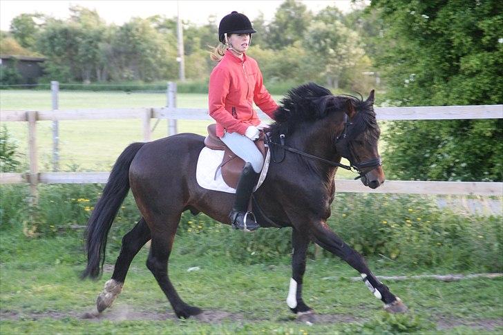 New Forest Stackarps Pablo - opvarmning til spring billede 5