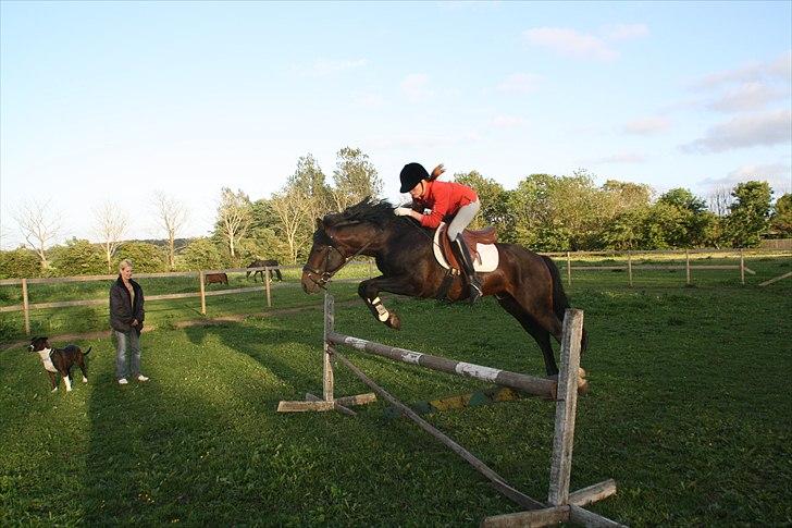 New Forest Stackarps Pablo - springtræning billede 9