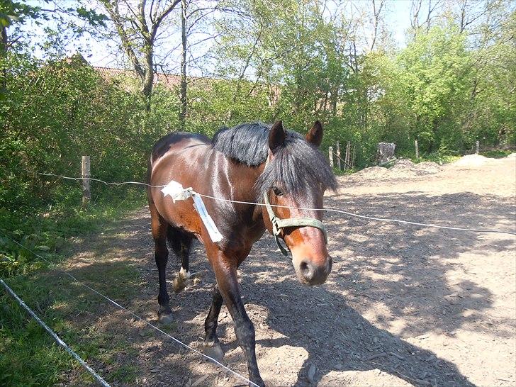 New Forest Stackarps Pablo - på ridebanen, efter han kom hjem til mig (-: billede 10