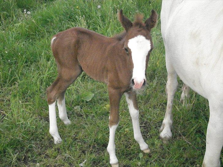 DSP Lundehuset's Helios - Den søde Bele<3<3<3 det er hans kæle navn han er kun 2 dage gammel billede 9