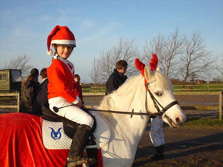 Welsh Pony (sec B) Korreborg's Gazella - til jule afslutning i rideklubben billede 1
