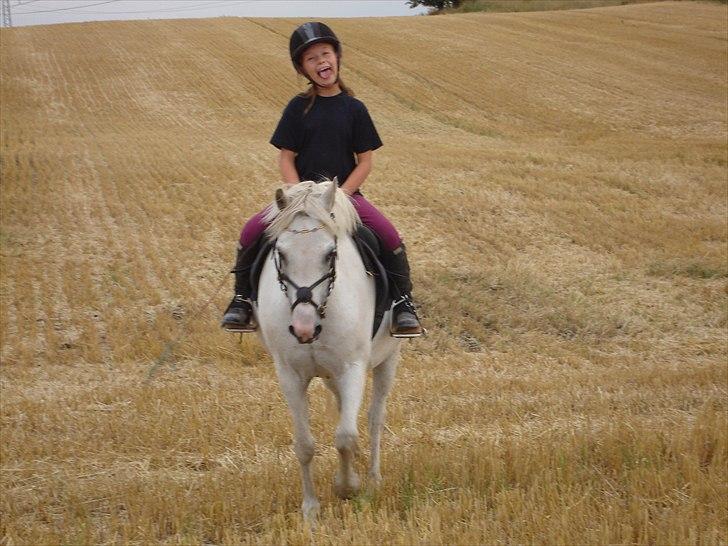 Welsh Pony (sec B) Korreborg's Gazella - Gisser en tur ud på marken  billede 20