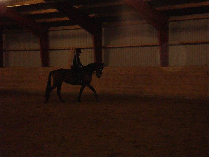 Dansk Varmblod Lacotte billede 5