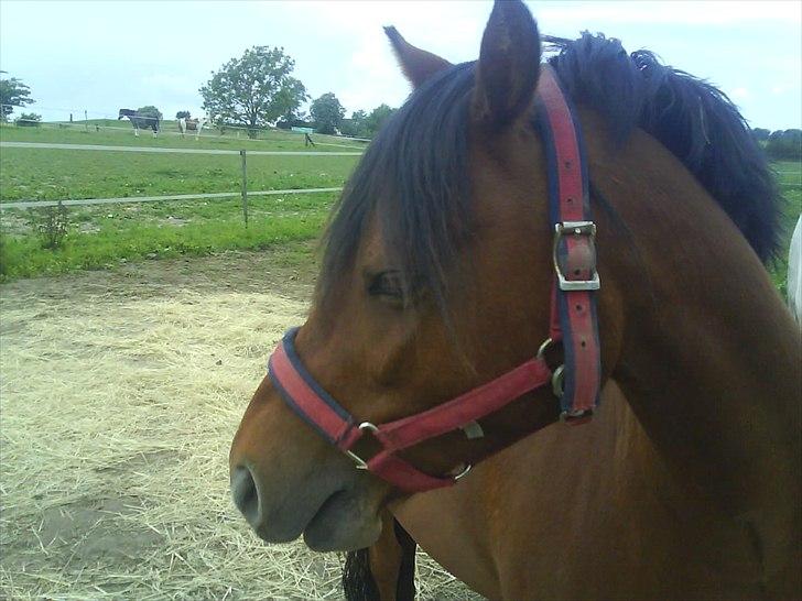 Welsh Pony (sec B) Naop Jack billede 19