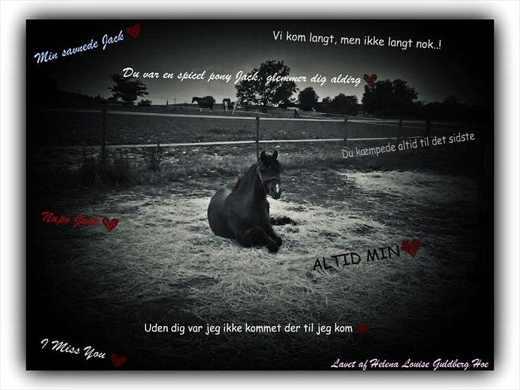 Welsh Pony (sec B) Naop Jack billede 20