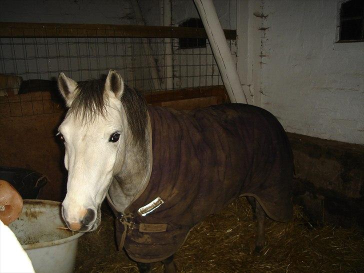 Welsh Mountain (sec A) Edelweis Rex SOLGT billede 18