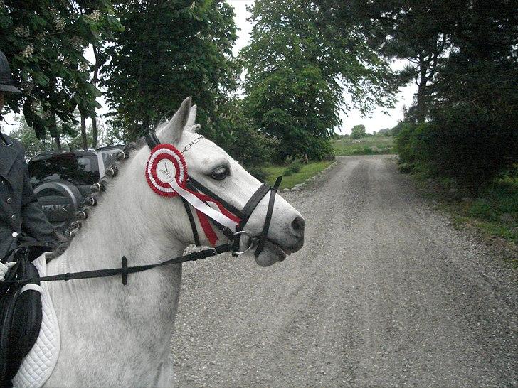 Welsh Mountain (sec A) Edelweis Rex SOLGT - Rex der lige har fået sin føste første plads i dressur <3 billede 19