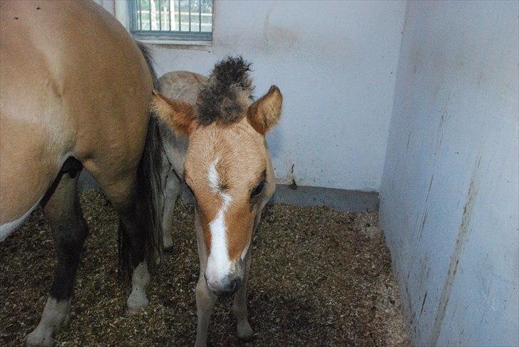 Islænder Litfríð frá Fjalli - Liftrids baby, hun hedder Pæja.<3 billede 8