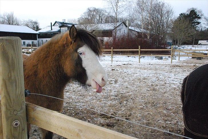 Islænder Litfríð frá Fjalli billede 9