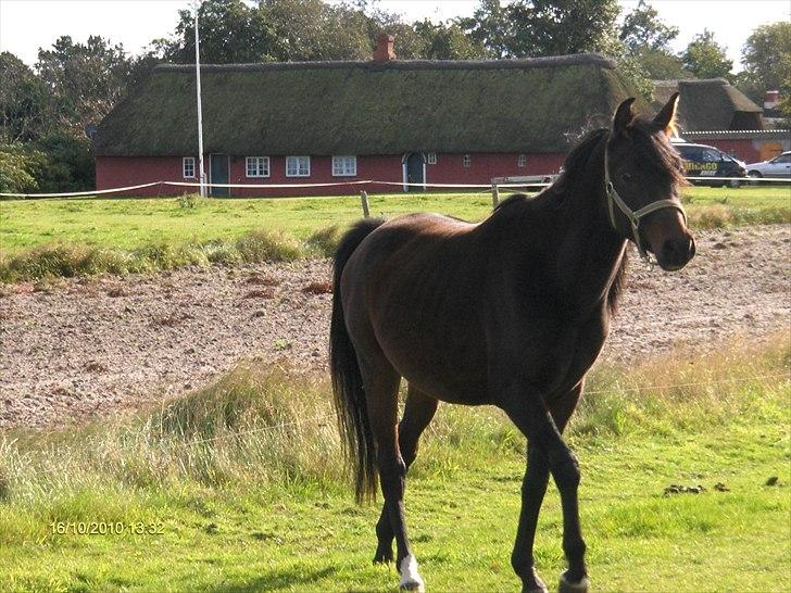 Arabisk fuldblod (OX) Zerom billede 1