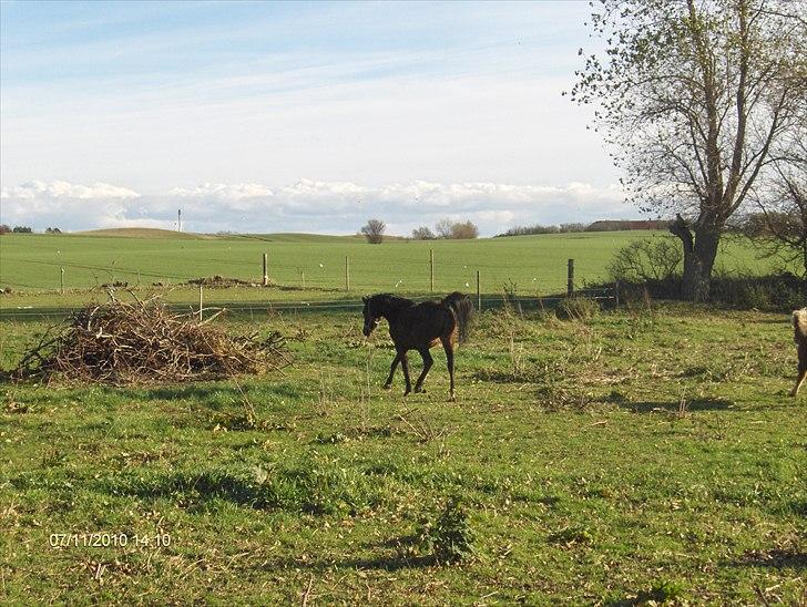 Arabisk fuldblod (OX) Zerom billede 2