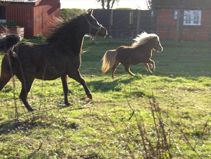 Arabisk fuldblod (OX) Zerom billede 3