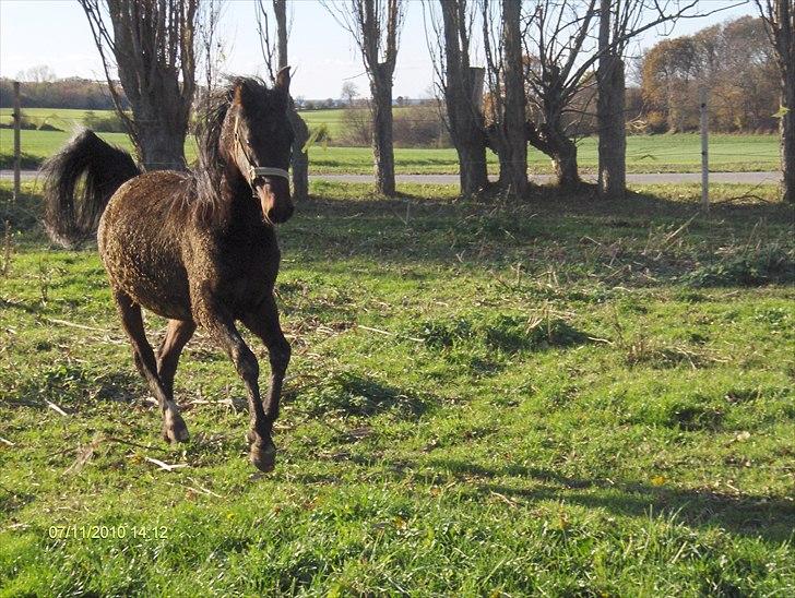 Arabisk fuldblod (OX) Zerom billede 4