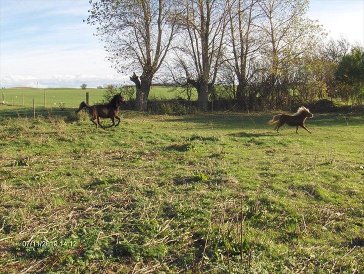 Arabisk fuldblod (OX) Zerom billede 5