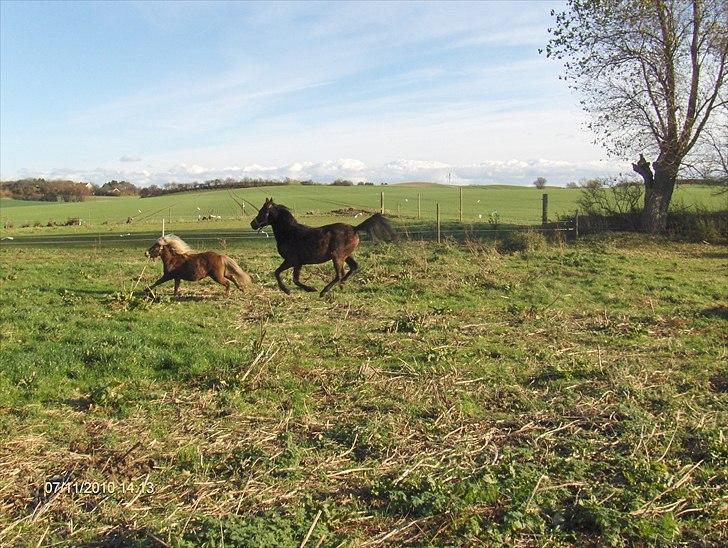 Arabisk fuldblod (OX) Zerom billede 6