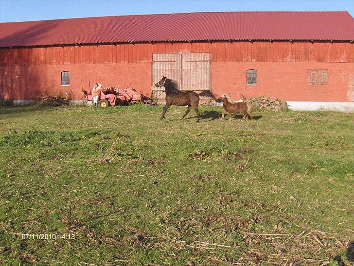 Arabisk fuldblod (OX) Zerom billede 7