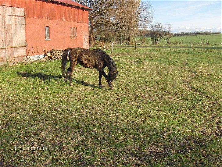 Arabisk fuldblod (OX) Zerom billede 8