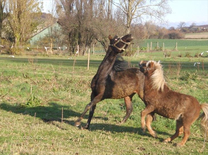 Arabisk fuldblod (OX) Zerom billede 9