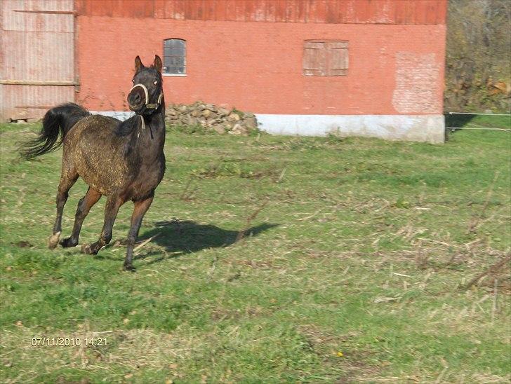 Arabisk fuldblod (OX) Zerom billede 10