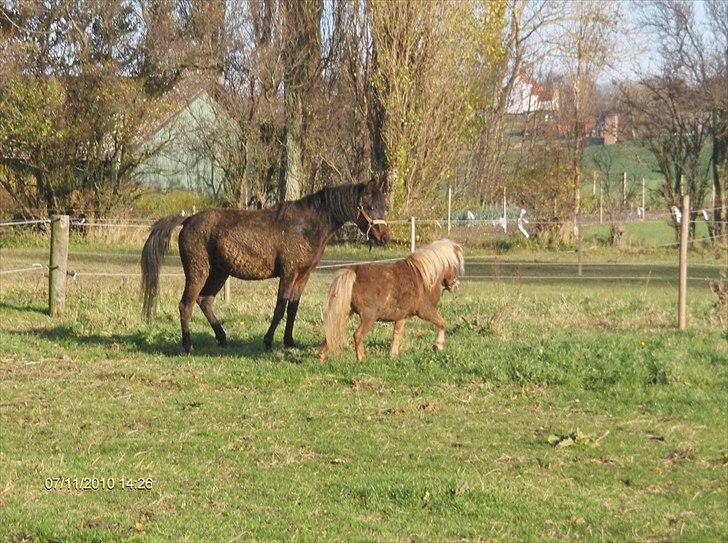 Arabisk fuldblod (OX) Zerom billede 11