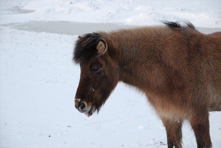 Islænder Hraun från Vallerödslund - Gå væk grimme :-D jeg elsker dig Hraun :-* billede 13