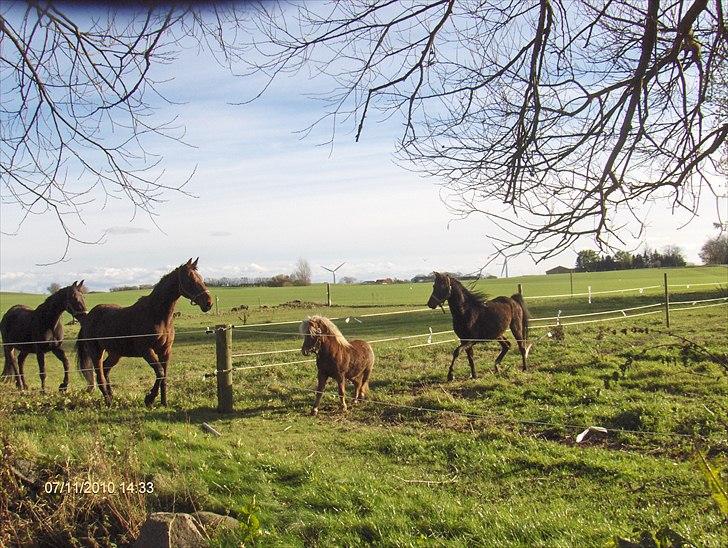 Arabisk fuldblod (OX) Zerom billede 12