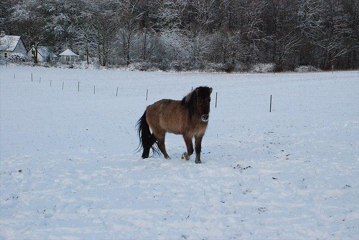 Islænder Hraun från Vallerödslund - Hraun i sneen :-) billede 14